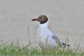 <p>RACEK CHECHTAVÝ (Chroicocephalus ridibundus) na Šluknovsku hnízdí. Fotografie pořízena v Německu</p>